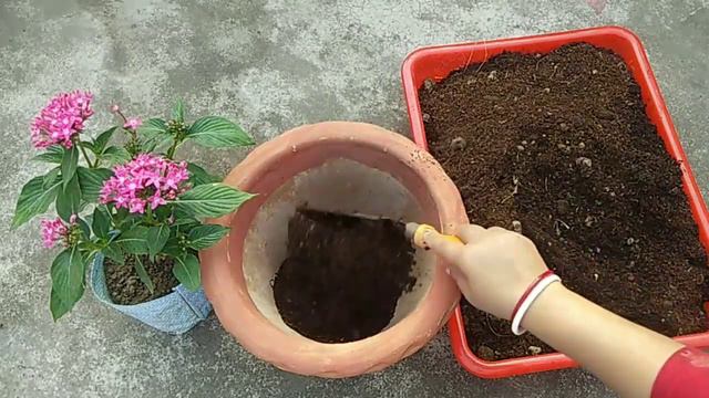 How to Repot Pentas Plant / Pentas Plant Repotting & Fertilizer / Best Soil mix / Potting Soil
