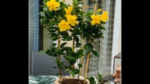 Алламанда комнатное, декоративное растение