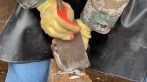 Pus oozes from the painful donkey's hoof!The master cuts the donkey's hoof with a big shovel丨ASMR