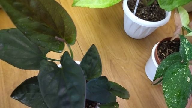 Комнатные растения. Обзор сингониумов .Кустовые сорта . Новинки.