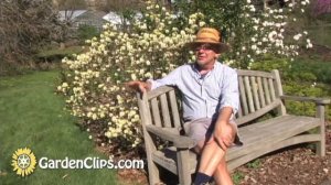 Fothergilla gardenii - Garden Fothergilla - How to grow Fothergilla
