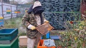 ? Собираем гнездо для зимовки пчел на улице. В улье ППУ на сетчатом дне. Для начинающих пчеловодов