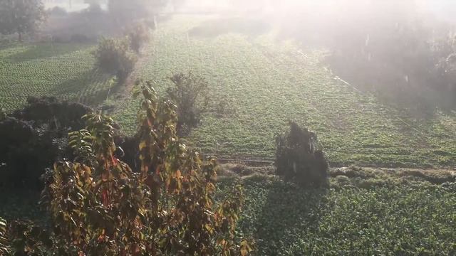 Золотой дождик смотреть онлайн