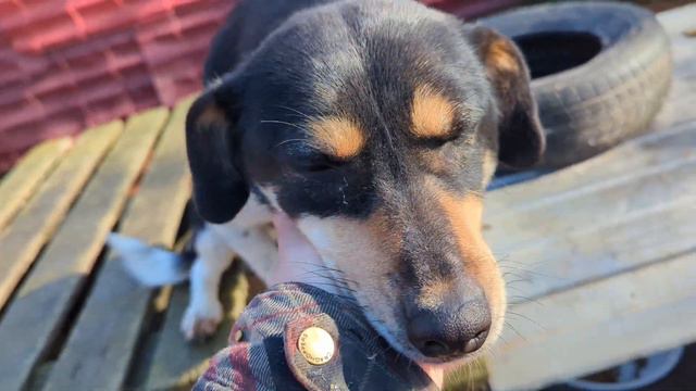 Опять один в приюте и благодарный Цезарь смотреть онлайн