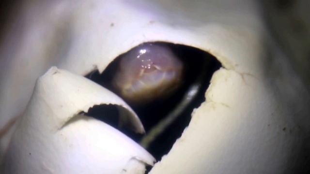 Новая тонкохвостая жизнь смотреть онлайн