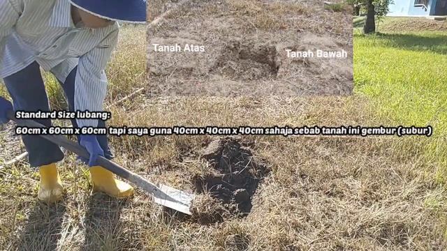 Pengurusan Tanaman Limau Kasturi (Citrofortunella microcarpa)(1) Melubang смотреть онлайн