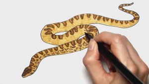 Нарисуй и раскрась удава и динозавра\\ Рисование для мальчиков!