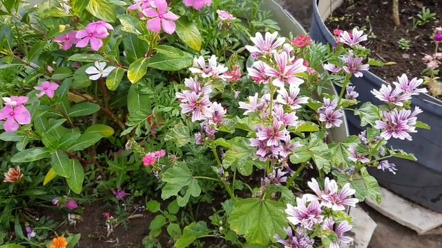 How to grow n care Malva sylvestris,Zebrina hollyhock смотреть онлайн
