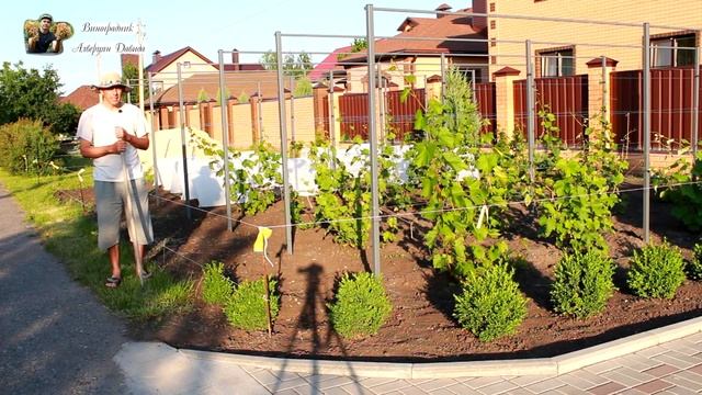 Виноградник без сорняков! смотреть онлайн