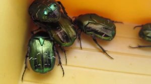 БРОНЗОВКА ЗОЛОТИСТАЯ (Cetonia aurata). Никита Нюняев (7 лет). Одесса май 2018