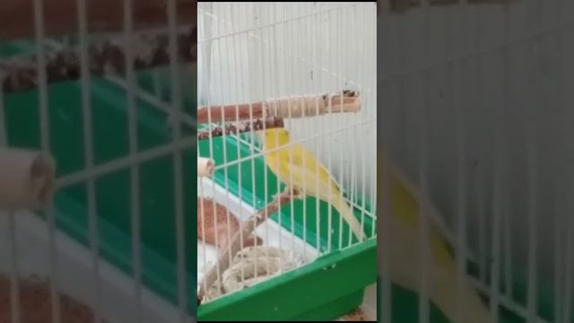 Кенар. Проблема с лапкой смотреть онлайн