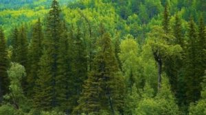 По ягоды. Брусника. Стихи для заучивания с ребёнком