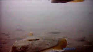 Любопытная камбала! Подводная съёмка камбалы в море на глубине 30 метров. Сахалин.