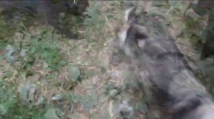 Очень хорошая собачка Шуша