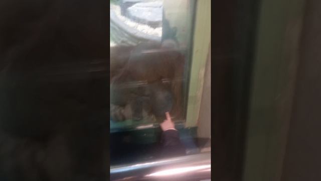 Московский зоопарк. 19 марта 2023 смотреть онлайн