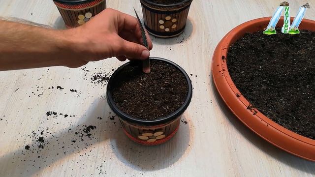 How to grow Zebra plant from Leaf / Haworthia смотреть онлайн