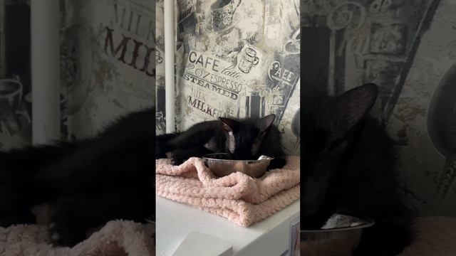 Юкки кушает на высоте