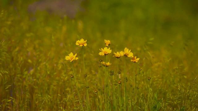 Притча о лучшей жене | Притчи со смыслом