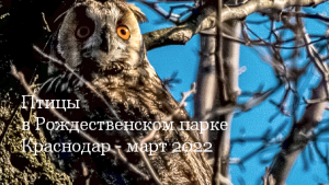 Птицы в Рождественском парке и дендрарии - март 2022