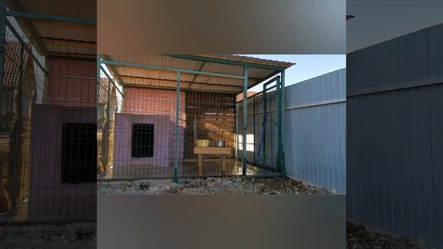 Строем вольер своими руками для сабаки построили и убираем своими руками смотреть онлайн