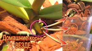 Меньше месяца и орхидея пересаженная их мха в кору растит новые корни.