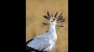 Птица Секретарь
