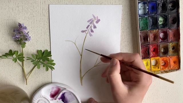 Рисуем весенние первоцветы акварелью . Хохлатка плотная лесная Corydalis