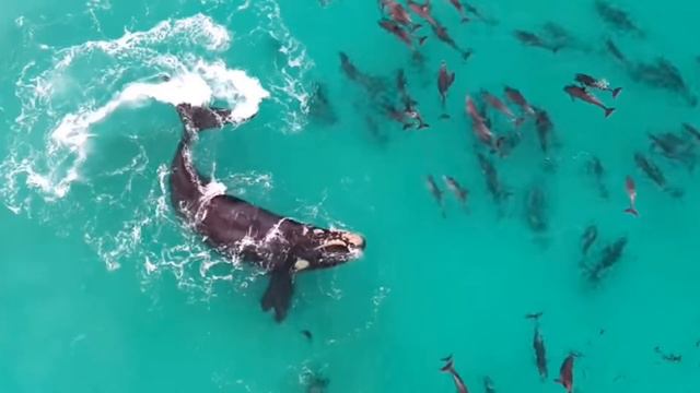 World Whale and Dolphin Day / Всесвітній день китів та дельфінів / Всемирный день китов и дельфинов