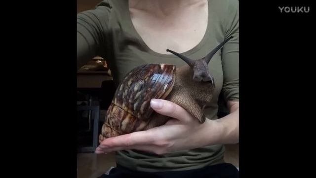 ТОП самых больших жывотных которых поймал человек