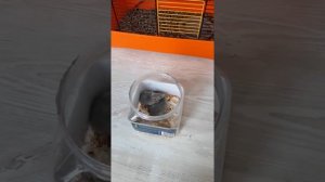 Как познакомить крысу с молодыми крысятами