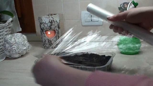 Петуния, отличный способ проращивания семян.