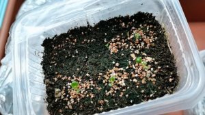 Всходы Бегонии спустя месяц от посева семян. Клубневая бегония и вечноцветущая.