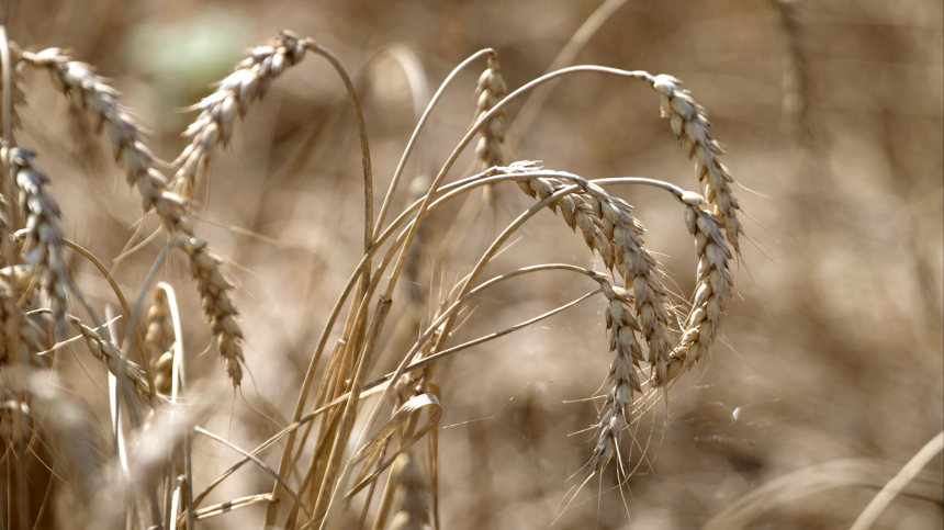 Злаковый вопрос: Евросоюз утвердил заградительные пошлины на российское зерно