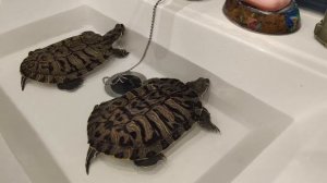 Первая чистка нового аквариума для черепах!