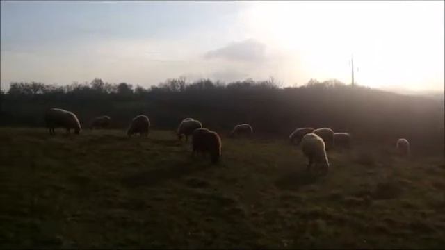 Звуки природы - овцы пасутся в горах смотреть онлайн