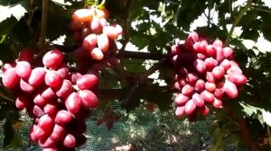 ДУБОВСКИЙ РОЗОВЫЙ