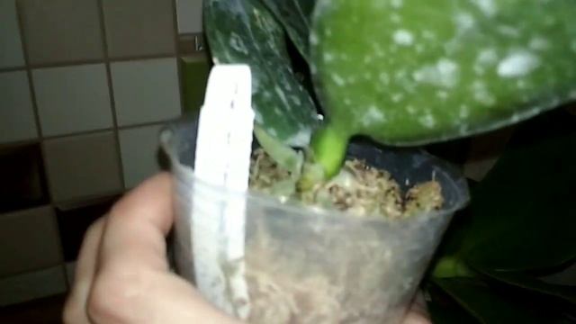 Орхидея Лиодоро Бабочка, Феррара Бабочка и очень редкая Бабочка! ???
