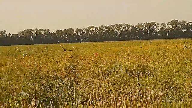 Охота на перепела через обьектив камеры ShotKam смотреть онлайн