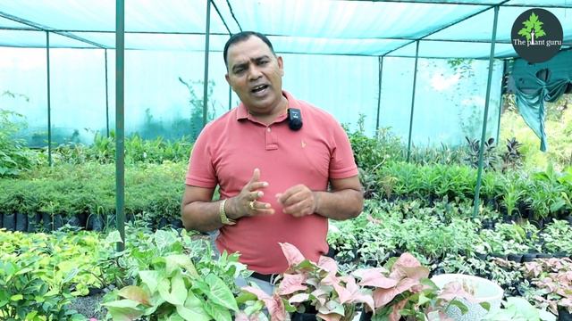 वास्तु के अनुसार शुभ पौधा || syngonium || 30 varieties || смотреть онлайн