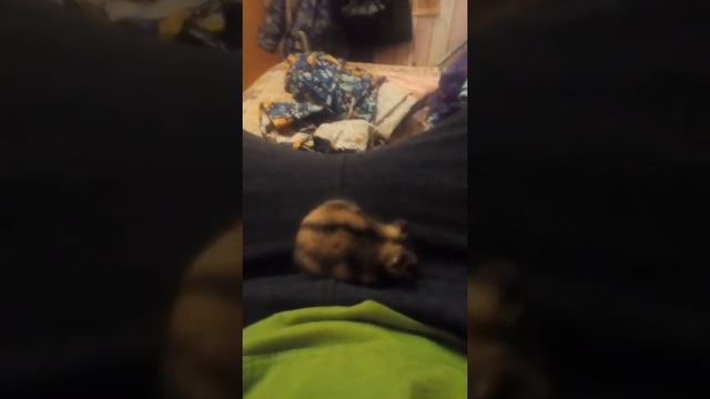 Хомячия жизни смотреть онлайн