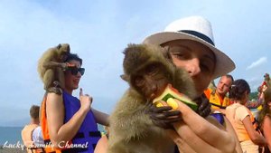 МАРТЫШКА ВОРУЕТ GO PRO // ОСТРОВ ОБЕЗЬЯН ТАИЛАНД