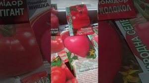 посев крупноплодных помидор