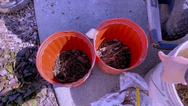 Rose Unboxing & potting a VERY FRAGRANT, THORNLESS, climbing rose -Zephirine Drouhin (5-9) смотреть онлайн