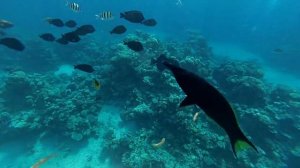 Синий и желтый спинороги. Отель Savoy Sharm El Sheikh. Залив Sharks bay. Red sea