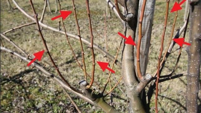 ВЕСЕННЯЯ ПРИВИВКА ПЛОДОВЫХ смотреть онлайн