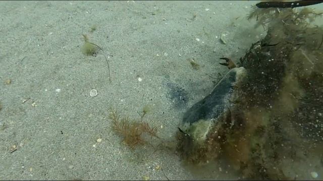 Отдых дикарями | Крым | поохотились на крабов и покидаем косу Беляус смотреть онлайн