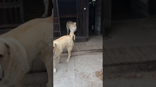 ВСЕМ ДОБРА И АЛАБАЕВ ! смотреть онлайн