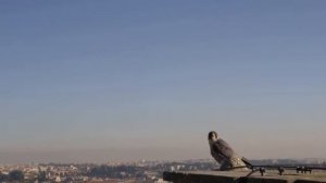 ТОП 10 САМЫХ ОПАСНЫХ ПТИЦ В МИРЕ!!