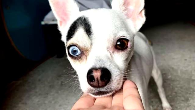 За одну неделю необычный пёсик стал звездой района и Интернета смотреть онлайн