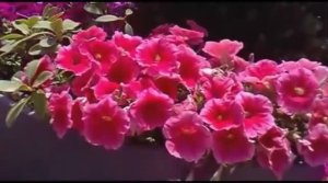 Цветы на Приморском бульваре. Баку, май 2015 г.